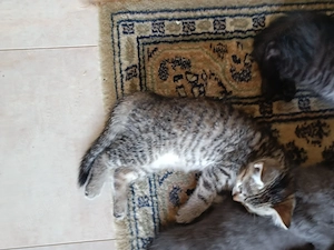 Britisch kurzhaarige Kitten, BKH Mischling: Mutter BKH Lilac Farbe, Fater BKH Mitteleurepeisch Bild 9