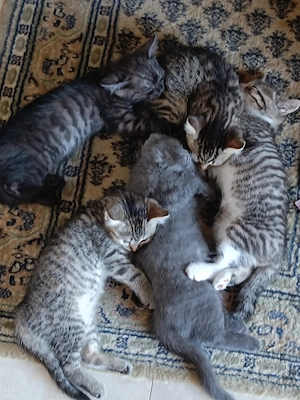 Britisch kurzhaarige Kitten, BKH Mischling: Mutter BKH Lilac Farbe, Fater BKH Mitteleurepeisch