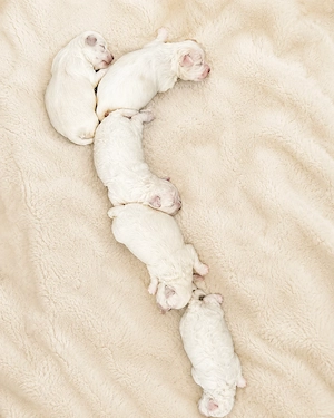 Maltipoo-Welpen aus liebevollem Familienwurf   4 Hündinnen und 1 Rüde
