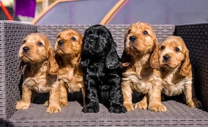 Cocker spaniel Welpen