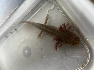 Axolotl zu verkaufen 