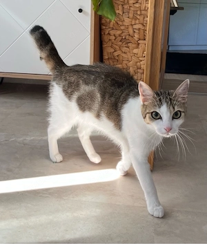 europäische kurzhaar katze 11 monate alt 