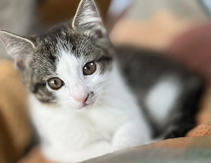 süsses Katzen-Mädchen zu verkaufen