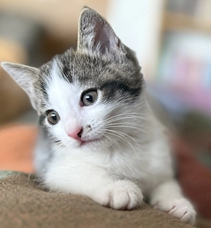 süsses Katzen- Mädchen sucht neues Zuhause