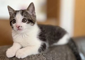 süsses Katzen- Mädchen sucht neues Zuhause