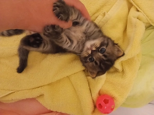 Babykatzen BKH