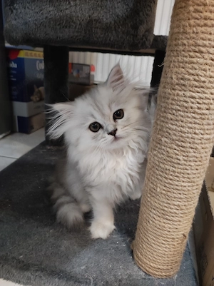 BKH Kitten, abgabebereit 