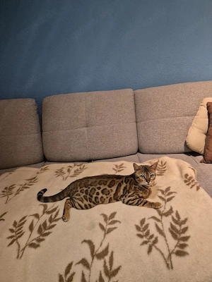 Bengal Katze