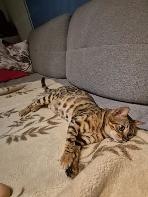 Bengal Katze
