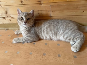 BKH Kater 4 Monate reinrassig 