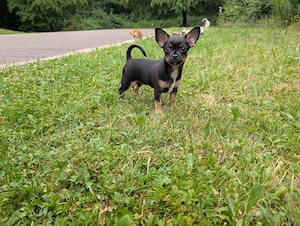 Chihuahua Black-tan Mädchen 