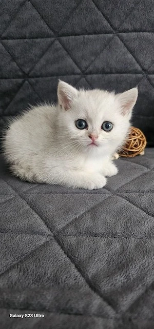 BKH Britisch Kurzhaar Kitten,  Abgabebereit