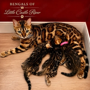 Bengalkitten