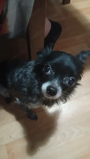 chihuahua mix Hündin 