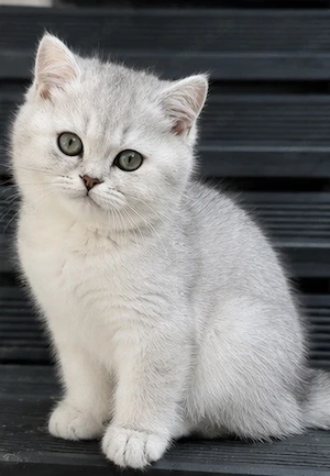 BKH kitten 