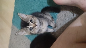 Bkh kitten  weiblich 