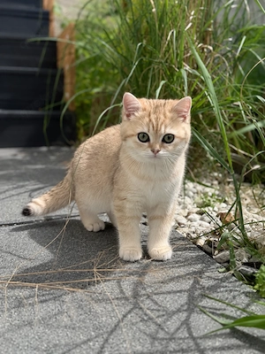 BKH Britisch Kurzhaar Mädchen Katze 