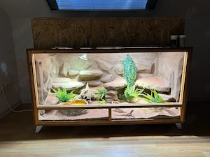 Wüstenterrarium für Bartagame   Zwergbartgame Terrarium