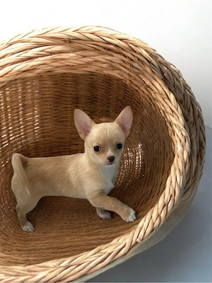 Chihuahua Hündin in Creme Kurzhaar ist Auszugsbereit