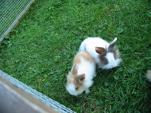 Putzige Kaninchenbabys     Löwenköpfchen