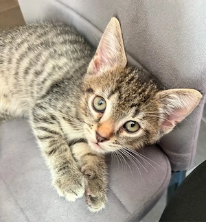 kitten abzugeben 