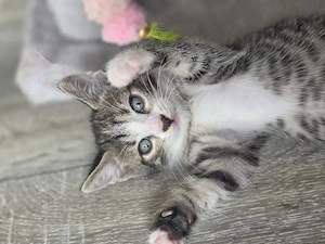BKH mix kitten 