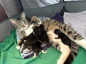Kitten zu verkaufen