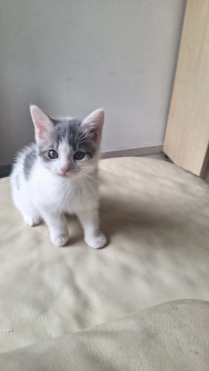 babykatze zu verkaufen 10 wochen alt