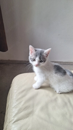 babykatze zu verkaufen 10 wochen alt