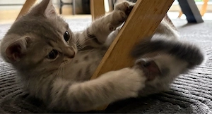 BKH Kitten (Männlich) 