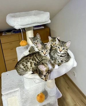 Bengalkitten reinrassig