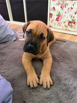Cane Corso Welpe in liebevolle Hände abzugeben