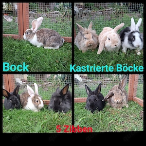 Zwergkaninchen zibben,böcke,kastrierte Böcke
