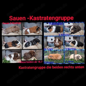 Meerschweinchen kastraten aus Kastraten - sauengruppe