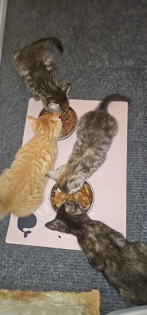 Kitten, Katzenbabys 