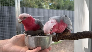 Zahmes Rosa Kakadu paar 