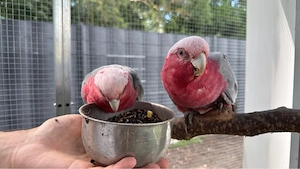 Zahmes Rosa Kakadu paar 