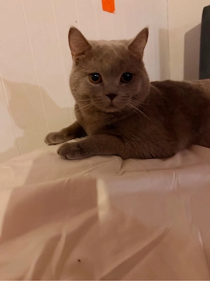 BKH Katze 8 Monate alt