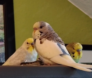 Wunderschönes Wellensittich-Männertrio