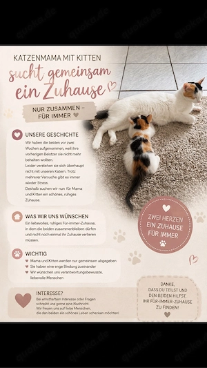 katzen mama und baby suchen ein zuhause 
