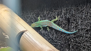 Phelsuma borbonica 