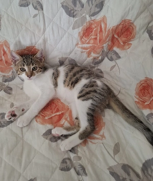 Babykatzen suchen neues Zuhause 