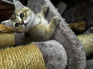 Zwei Katerchen suchen ein neues Zuhause