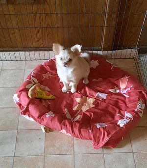 Chihuahuawelpe mit Ahnentafel, Hündin, LH