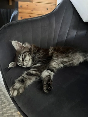 Zuckersüße Maine Coon Kitten, Katzenbabys