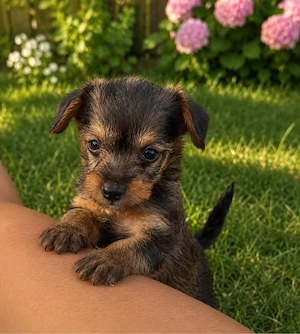 7 jackapoo welpen dürfen bald ausziehen