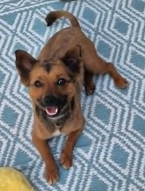 Unsere kleine Mika - sucht ein großartiges Zuhause