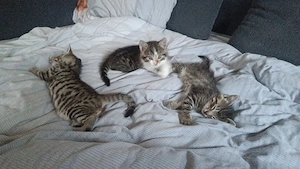  kitten abgabe bereit ab den 20 juli 