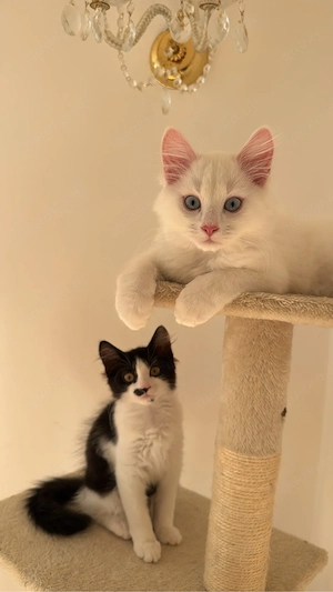 Zwei süße Kitten suchen ein liebevolles Zuhause