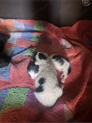 BKH Mix Kitten zu verkaufen